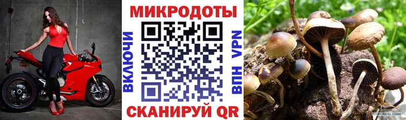 Галлюциногенные грибы Psilocybine cubensis Сковородино